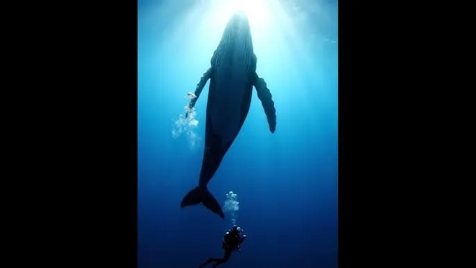 黑暗之魂攻略 - 深蓝星球：探索海洋深处的未知世界
